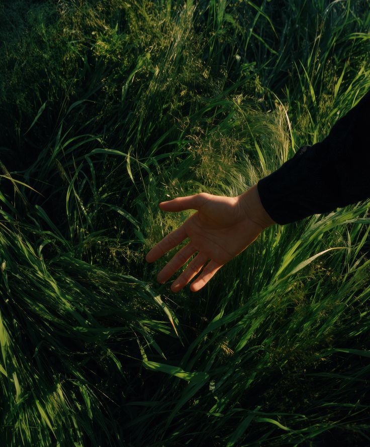 A hand reaching through sunlit long grass